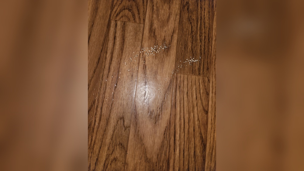 How To Clean Spider Poop Off Wood Floors