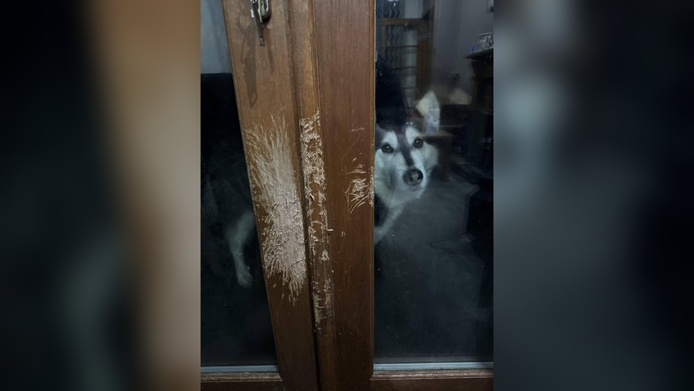 How To Fix Dog Scratches On Wood Painted Door
