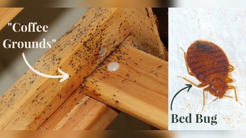 How To Get Bed Bugs Out Of Wood Furniture