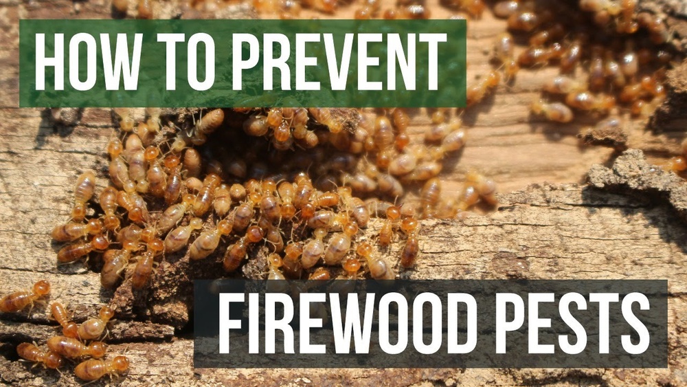 How To Get Rid Of Bugs In Firewood