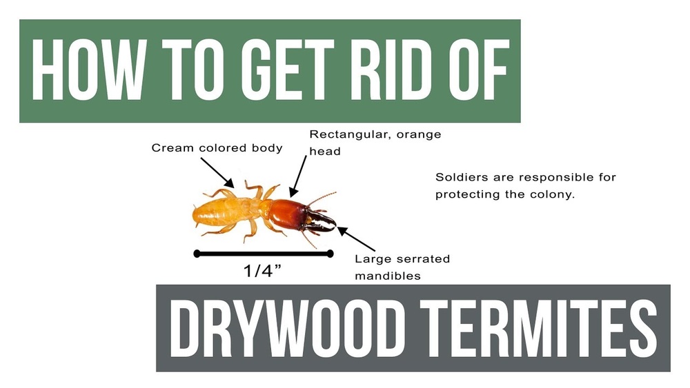 How To Get Rid Of Drywood Termites Without Tenting
