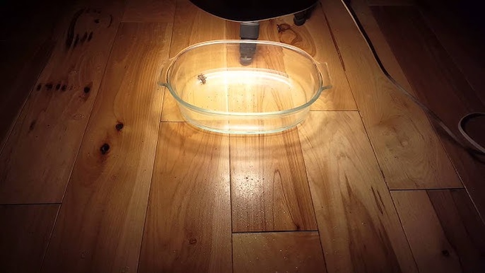How To Get Rid Of Fleas On Hardwood Floors