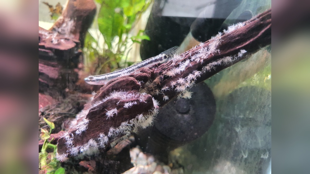 How To Get Rid Of White Fungus On Driftwood