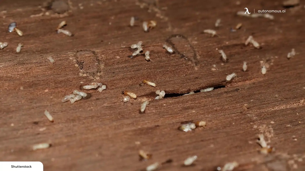How To Get Rid Of Wood Mites Indoors