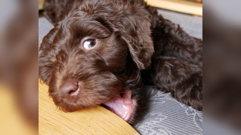 How To Get Your Dog To Stop Chewing Wood
