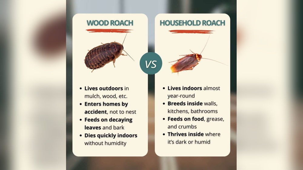 How To Keep Wood Roaches Out Of The House