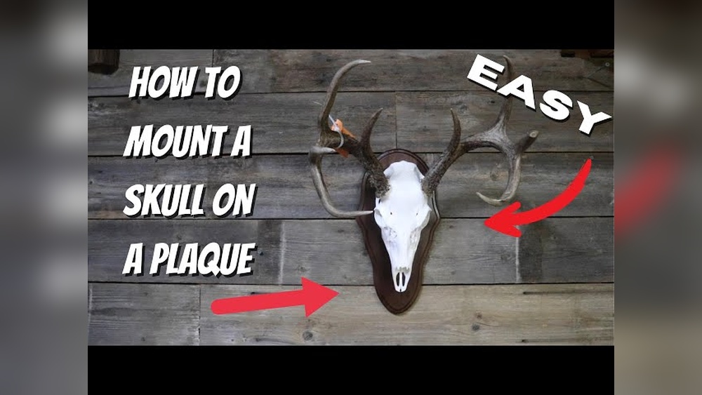 How To Mount A Skull To A Piece Of Wood