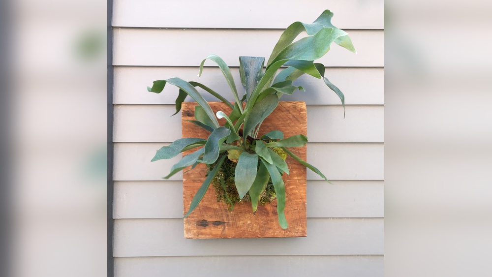 How To Mount A Staghorn Fern On Wood