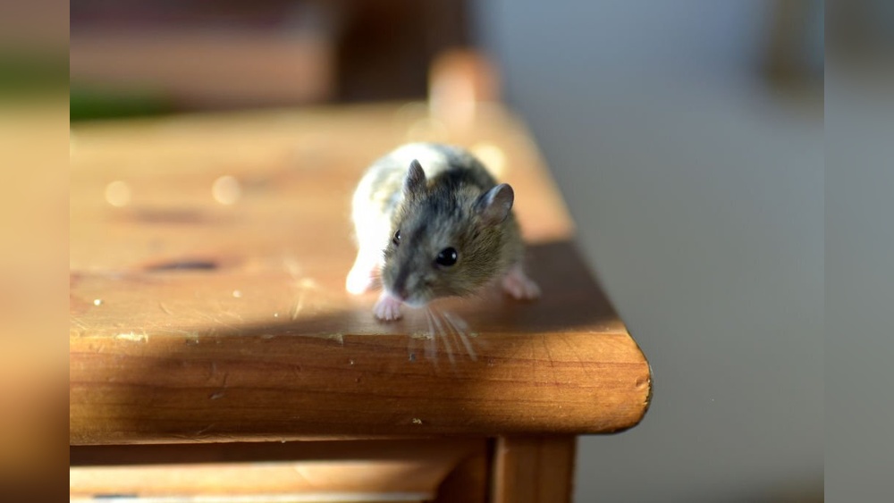 How To Remove Rat Urine Smell From Wood