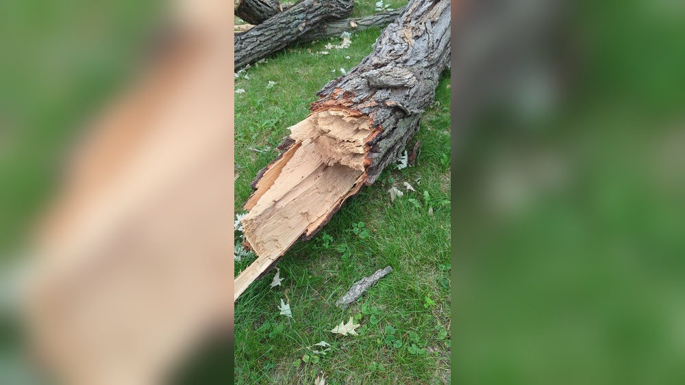 How To Tell If Oak Tree Is Dead