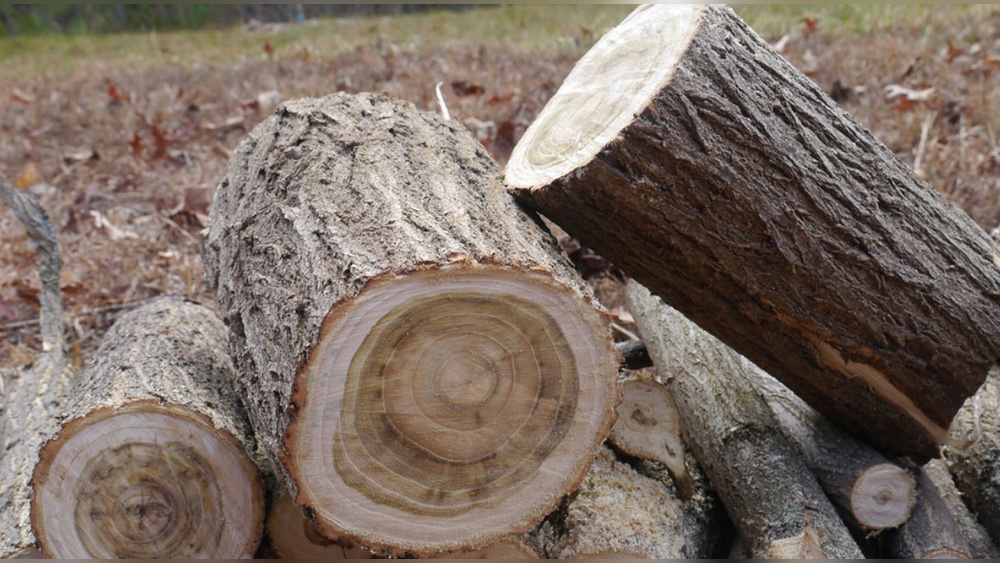 How To Use Black Locust Wood For Firewood